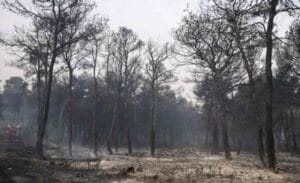 Δήμαρχος Μεγαρέων: Ανεξέλεγκτη η κατάσταση με τη μεγάλη φωτιά στα Γεράνεια Ειδήσεις,γεωστρατηγική ενημέρωση,Αναλύσεις