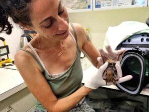 Koρυφαίοι Ισραηλινοί βιολόγοι εξηγούν γιατί οι νυχτερίδες δεν συνδέονται με την πανδημία Ειδήσεις,γεωστρατηγική ενημέρωση,Αναλύσεις