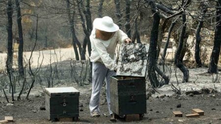 Πρόεδρος ΟΜΣΕ: Απώλεια τεραστίων διαστάσεων η καταστροφή του πευκοδάσους στην Εύβοια
