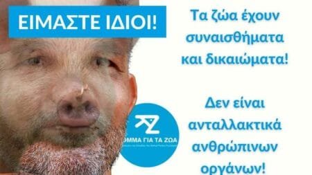 Οι φιλόζωοι κατά της “κατασκευής” ζώων για τις μεταμοσχεύσεις σε ανθρώπους