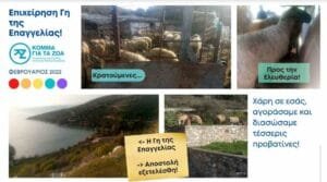Επιχείρηση ‘Γη της Επαγγελίας’: Ακτιβιστές σώζουν από το σφαγείο τέσσερις προβατίνες! Ροή Ειδήσεων