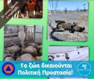 Κόμμα για τα Ζώα: Οι αλλαγές στην Πολιτική Προστασία είναι ευκαιρία για την προστασία των ζώων στις φυσικές καταστροφές Ροή Ειδήσεων