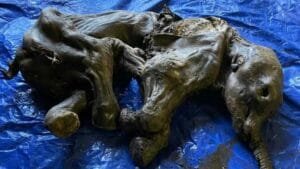 Καναδάς: Βρέθηκε άθικτο μωρό μαμούθ – Ηλικίας άνω των 30.000 χρόνων Ροή Ειδήσεων