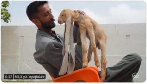Σίμπα, το μικρό κατσικάκι με τα τεράστια αφτιά, που μάλιστα υπάρχει στον πραγματικό κόσμο Ροή Ειδήσεων