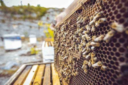 Τεράστιο πλήγμα για την ελληνική μελισσοκομία άφησε πίσω της η κακοκαιρία ”Daniel”.