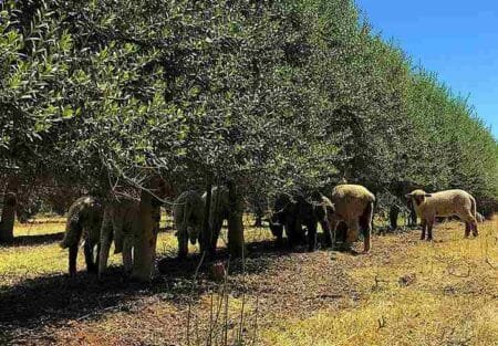 Η Καλιφόρνια εφαρμόζει αναγεννητικές πρακτικές για τη μακροζωία των ελαιώνων