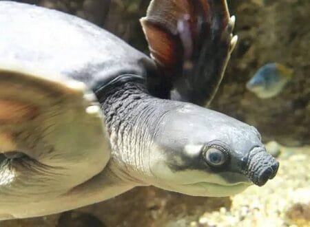 Η Αυστραλία καταγράφει τις χελώνες Pig-Nosed Turtle, Pugh’s Frog ως απειλούμενες με εξαφάνιση
