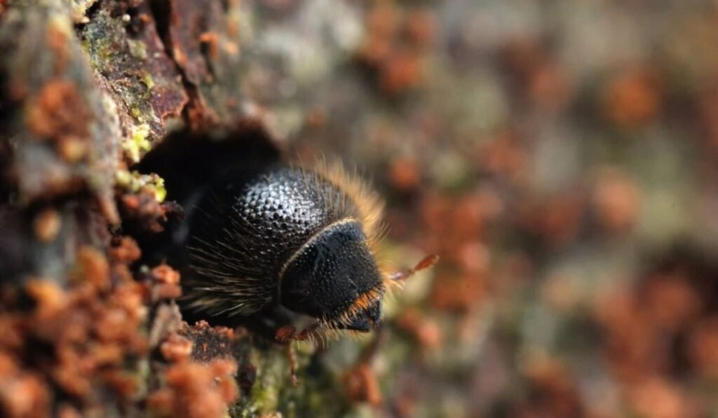 Bark beetles: Η σιωπηλή απειλή που αποδεκατίζει τα δάση και αποσταθεροποιεί το περιβάλλον Έντομο μπαίνει μέσα σε κορμό δέντρου