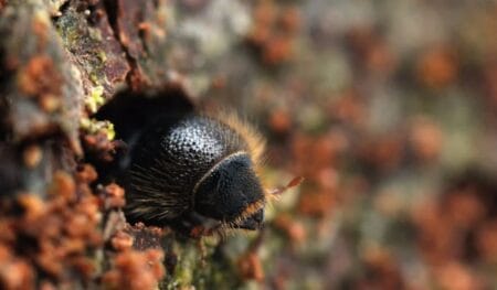 Bark beetles: Η σιωπηλή απειλή που αποδεκατίζει τα δάση και αποσταθεροποιεί το περιβάλλον Έντομο μπαίνει μέσα σε κορμό δέντρου
