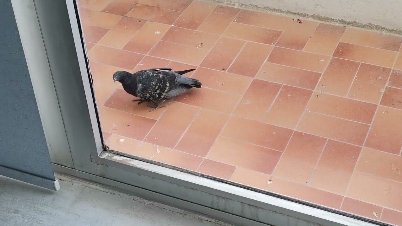 youtube placeholder image